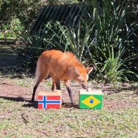 Brasil ou Noruega? Zoo de Sapucaia tem mais uma rodada de palpites