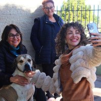 Cachorro que permaneceu ao lado de mulher morta após atropelamento na ERS-240 ganha um novo lar