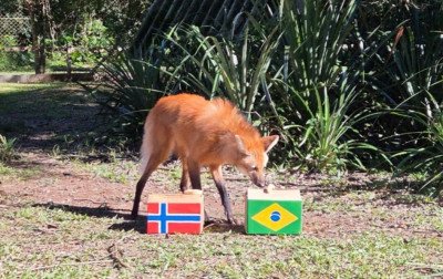 Brasil ou Noruega? Zoo de Sapucaia tem mais uma rodada de palpites