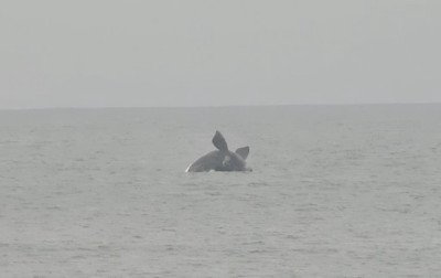 Espetáculo no mar: Baleia dá show com saltos e encanta surfistas em Tramandaí; assista