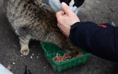 Alimentar gatos em condomínio dá multa: Moradoras são condenadas a pagar R$ 3 mil a cada vizinho na ação