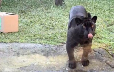 Invicta nos palpites, onça-preta do Gramadozoo faz pausa e mistério para jogo do Brasil contra Noruega; veja vídeo
