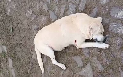 Vereador é indiciado por matar cão comunitário a tiros