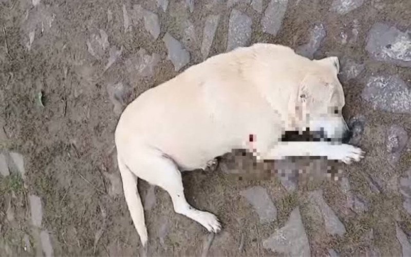 O cão foi morto no dia 12 de junho | abc+