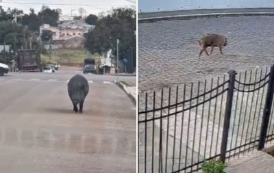 VÍDEO: Javalis são flagrados circulando por cidade no interior do RS