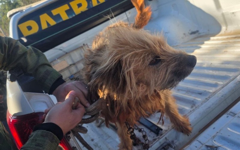 Cão foi encontrado em situação degradante em Fazenda Vilanova | abc+