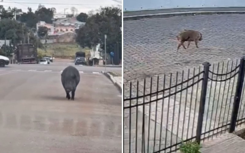 A espécie invasora já um problema na zona rural de soledade | abc+