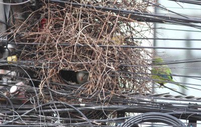 Caturritas aproveitam emaranhado de fios para construir ninho em pleno Centro de Novo Hamburgo; veja vídeo