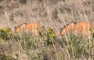 VÍDEO: Maior canídeo da América do Sul, animal ameaçado de extinção é flagrado em cânion na Serra