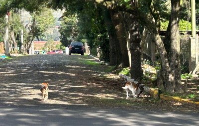 Ataques de cães comunitários estão no centro de investigação sobre caixa com cachorro morto enviada à vereadora