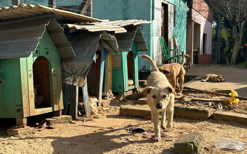 Ataques de cães comunitários estão no centro de investigação sobre caixa com cachorro morto enviada à vereadora