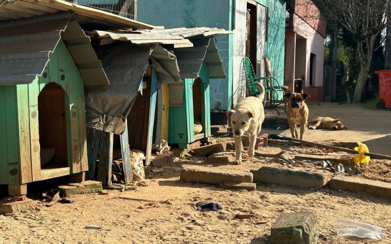 Ataques de cães comunitários estão no centro de investigação sobre caixa com cachorro morto enviada à vereadora
