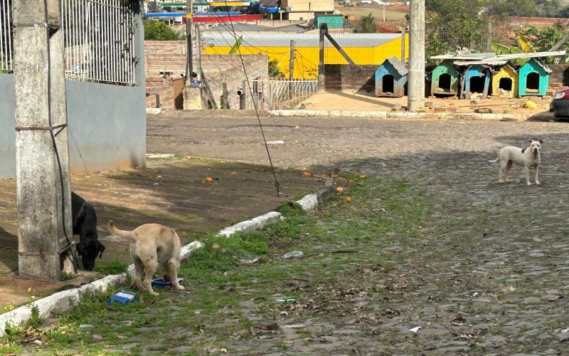 Ataques de cães comunitários estão no centro de investigação sobre caixa com cachorro morto enviada à vereadora