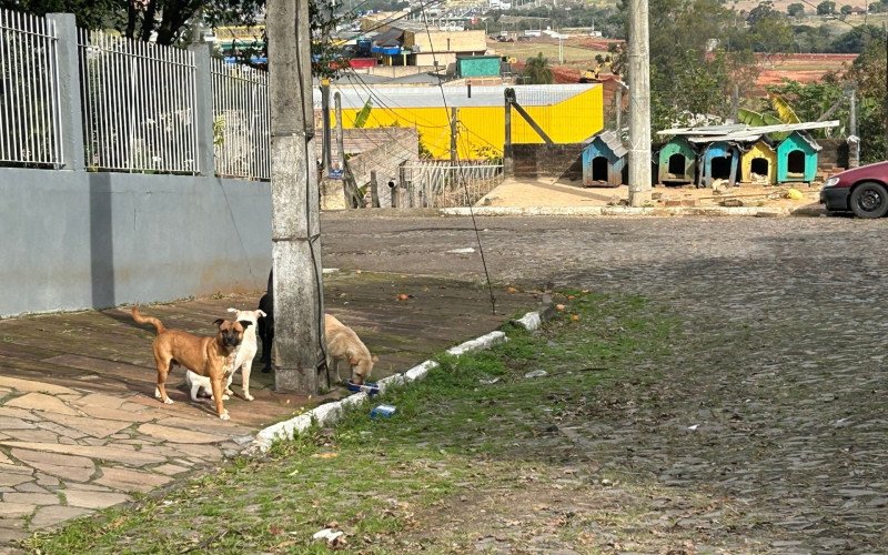 Ataques de cães comunitários estão no centro de investigação sobre caixa com cachorro morto enviada à vereadora