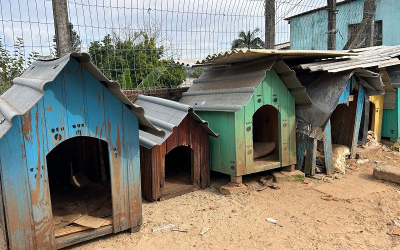 Ataques de cães comunitários estão no centro de investigação sobre caixa com cachorro morto enviada à vereadora
