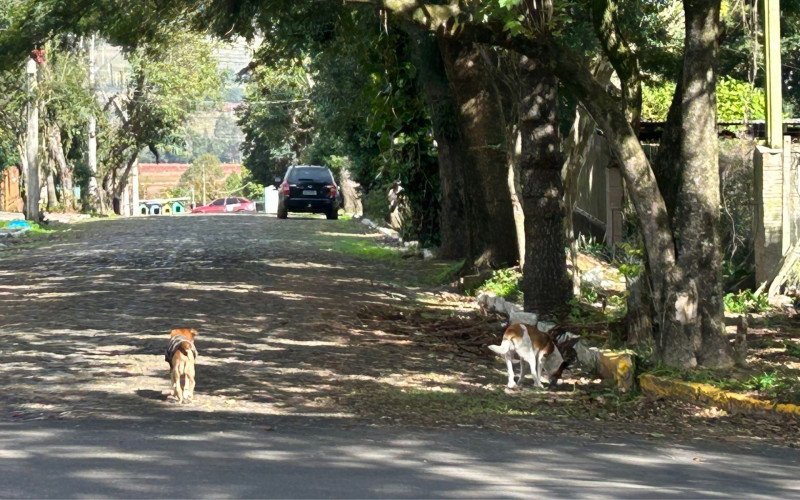 Ataques de cães comunitários estão no centro de investigação sobre caixa com cachorro morto enviada à vereadora