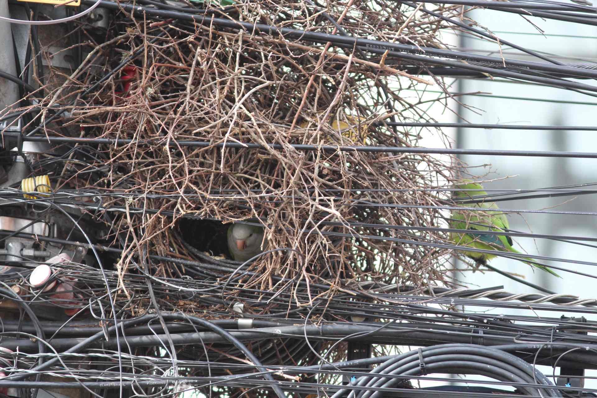 Caturritas aproveitam emaranhado de fios para construir ninho em pleno Centro de Novo Hamburgo; veja vídeo