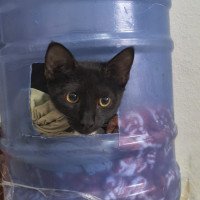 Mistério em Porto Alegre: Gato é arremessado em pátio dentro de garrafão com carta sobre ETs, bruxas, transe e profecias
