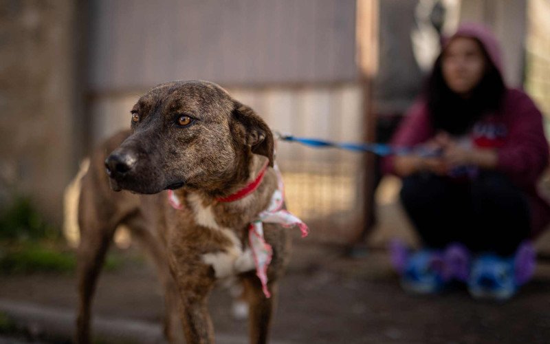 Reencontro de tutora com cão resgatado durante a enchente