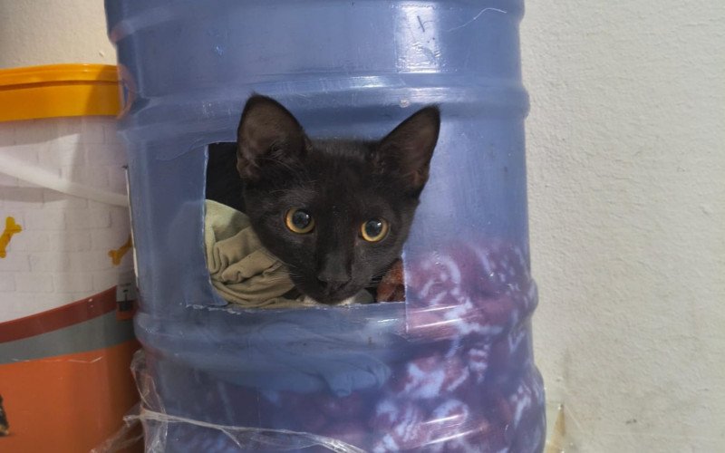 Salém / Gato foi encontrado pela manhã de quinta-feira, após ser arremessado dentro de garrafão durante madrugada no pátio de uma pet | abc+
