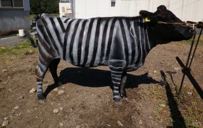 Vacas pintadas de zebras viram arma anti-moscas no Japão e garantem Ig Nobel para cientistas