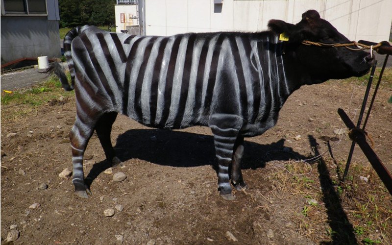 Vacas disfarçadas de zebras garantem prêmio para cientistas no Japão: e por que isso importa | abc+