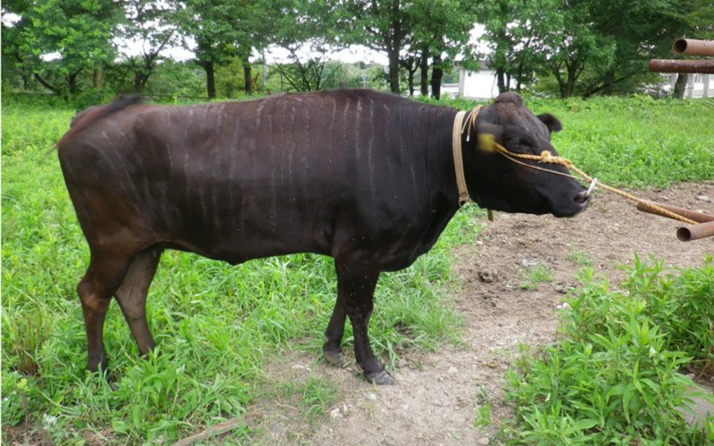 Nas imagens, vacas com e sem pinturas de listras durante estudo 