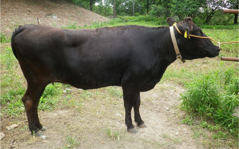 Nas imagens, vacas com e sem pinturas de listras durante estudo 