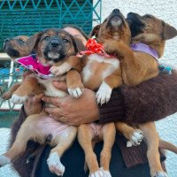 Cães e gatos esperam por uma nova família em ação da Sempa