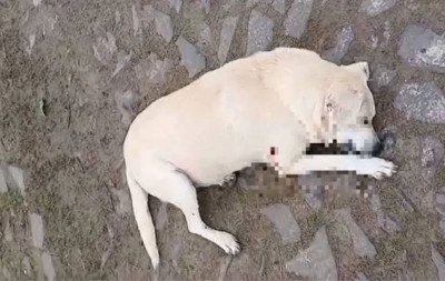 Vereador vira réu por matar cachorro comunitário a tiros no litoral do RS