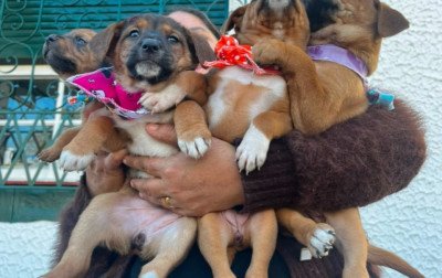 Cães e gatos esperam por uma nova família em ação da Sempa