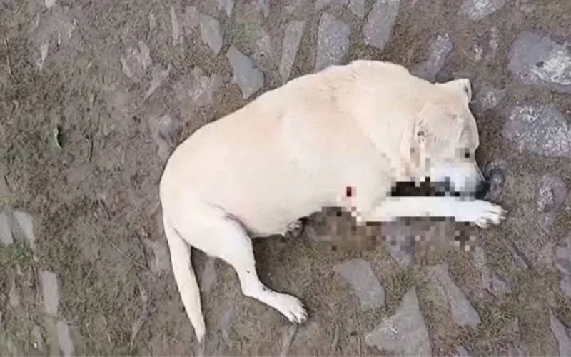 O cão foi morto no dia 12 de junho, em Cidreira | abc+