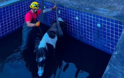 VÍDEO: Cavalo de 30 anos é resgatado após cair em piscina desativada na Serra gaúcha