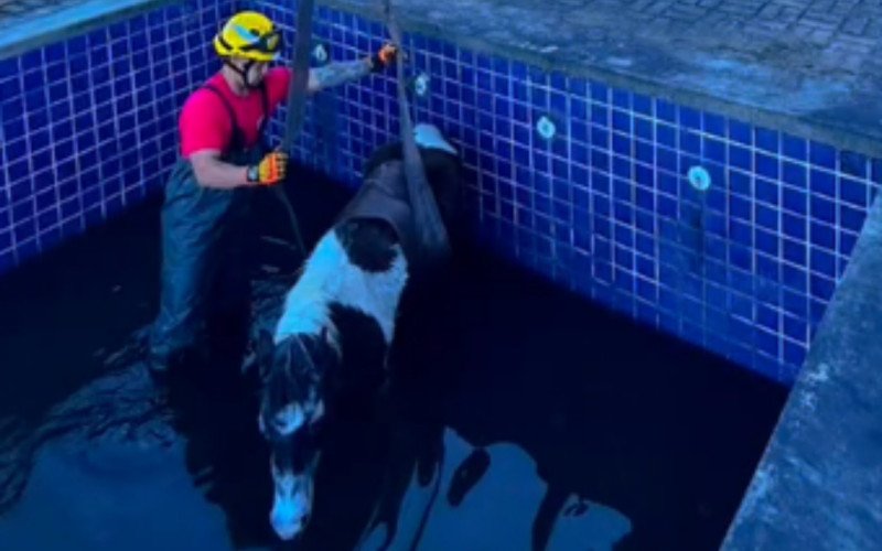 Cavalo é resgatado em Vacaria | abc+
