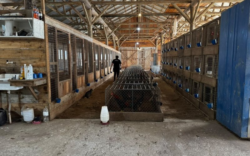 Animais apresentaram fortes indícios de maus-tratos | abc+