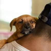 Ação da Secretaria Municipal de Proteção Animal garante 37 adoções em São Leopoldo
