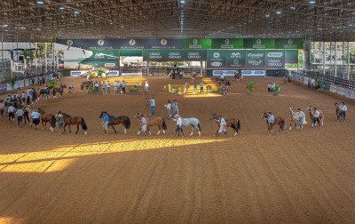 Mais dez classificados à grande final da Morfologia do Cavalo Crioulo na Expointer 2026