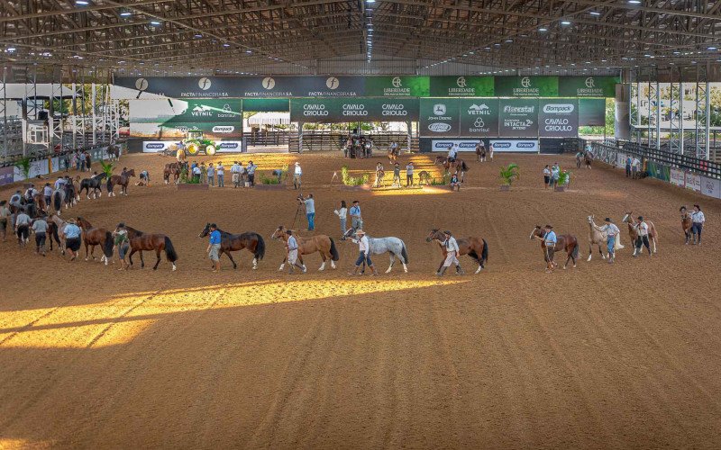Prévia Morfológica do Cavalo Crioulo no Parque Assis Brasil, em Esteio, leva 10 exemplares direto para a grande final na Expointer 2026