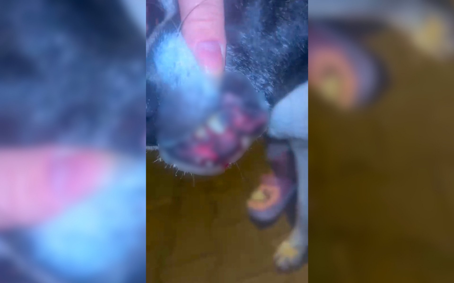 VÍDEO: Incomodado com animais, homem ataca cães comunitários com rojão em São Leopoldo