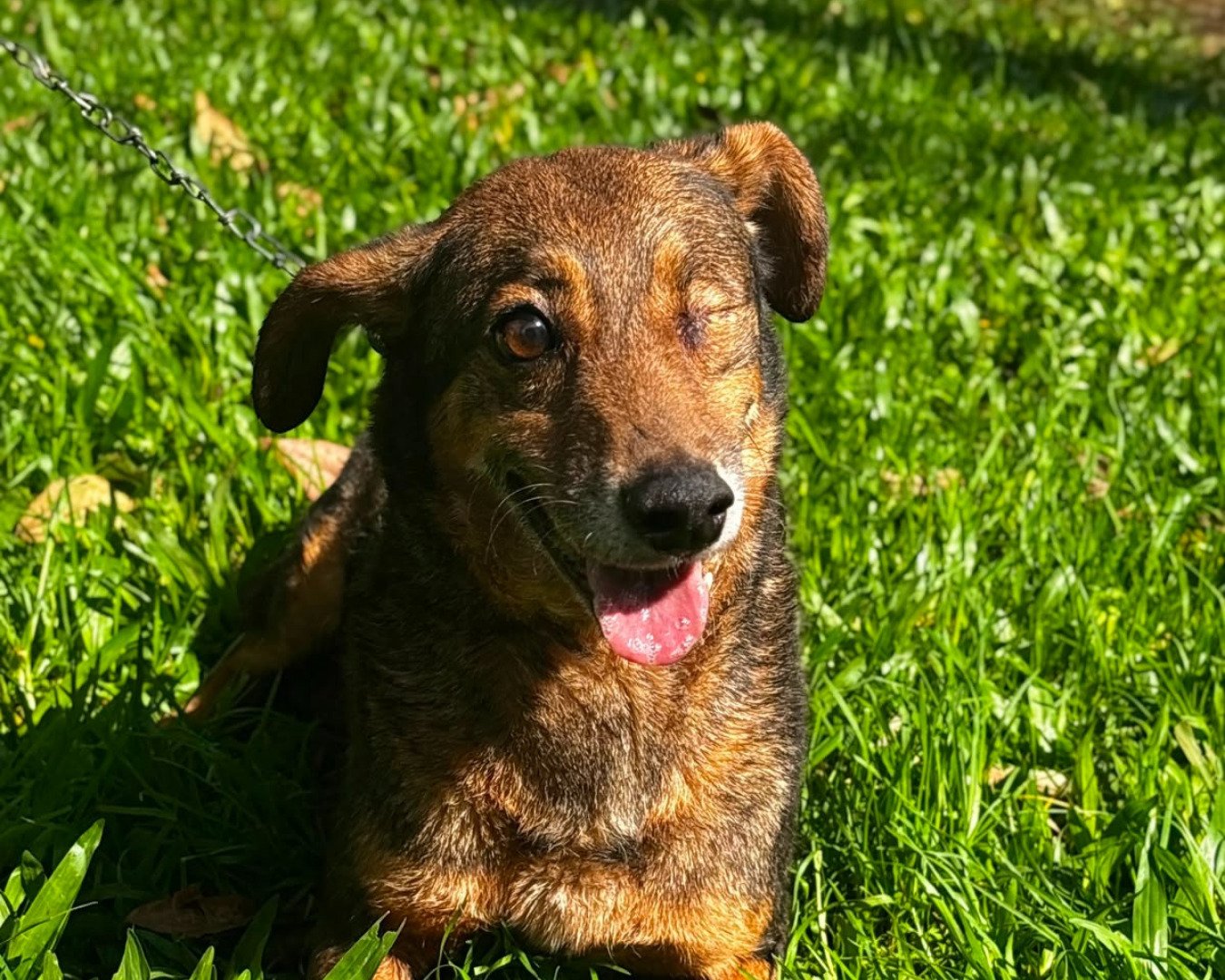 Seis animais com deficiência esperam por um lar em São Leopoldo