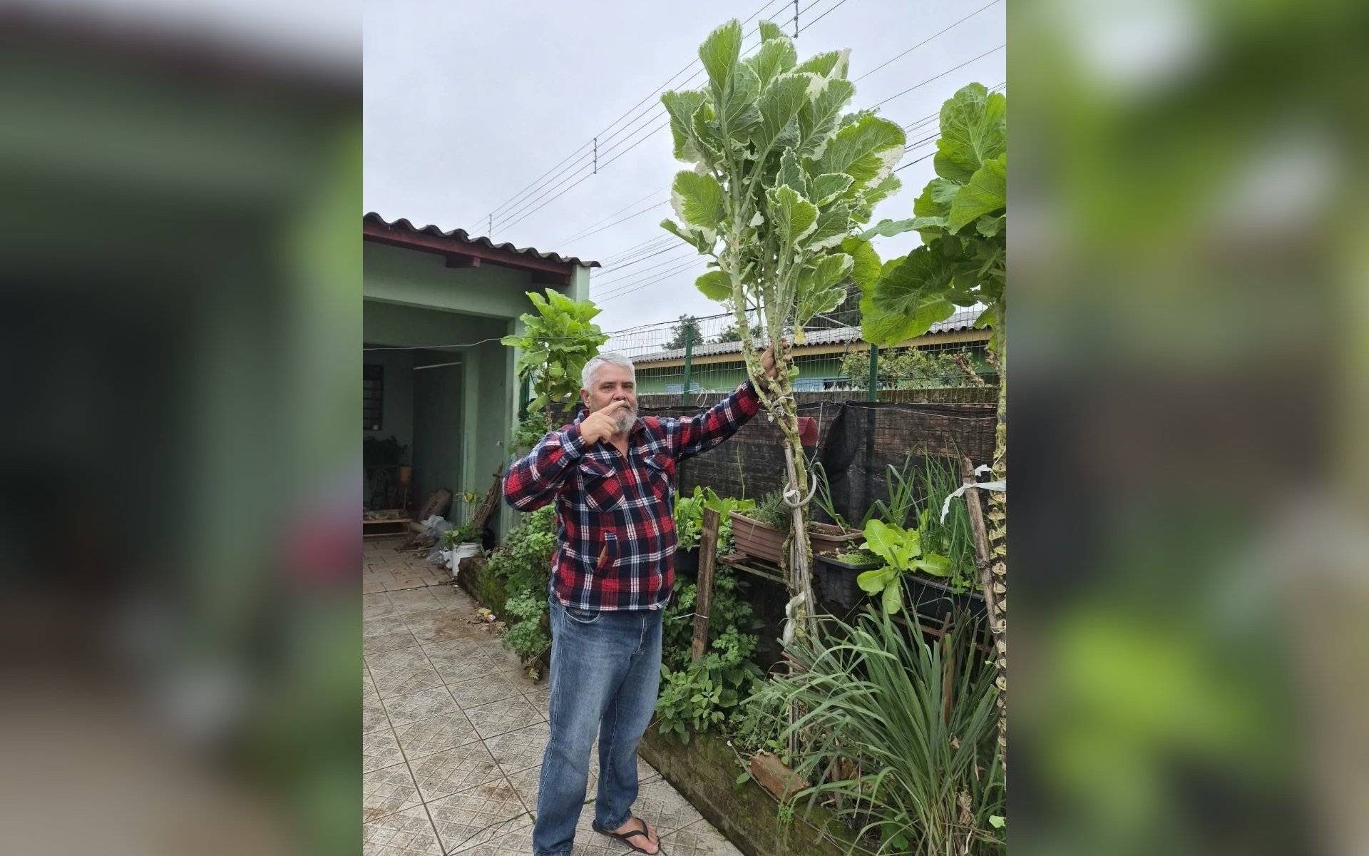 Com mais de 2 metros, couve-bordada gigante chama atenção em Novo Hamburgo