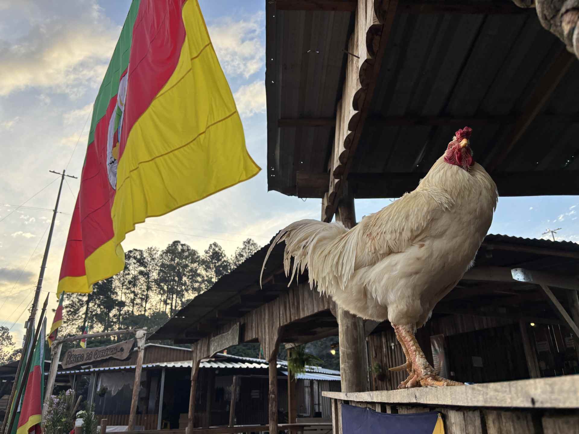 Tem galo de mascote e até cupinzeiro na cozinha: Conheça o Acampamento Farroupilha de Sapiranga