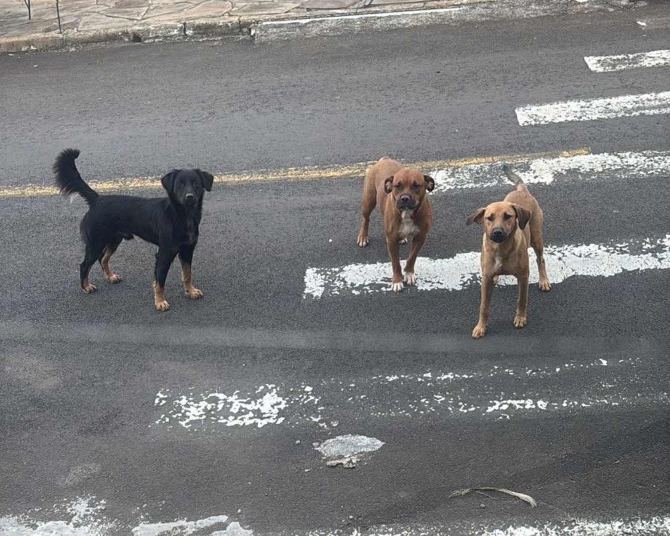 Duas crianças são atacadas por cães no bairro Scharlau, em São Leopoldo