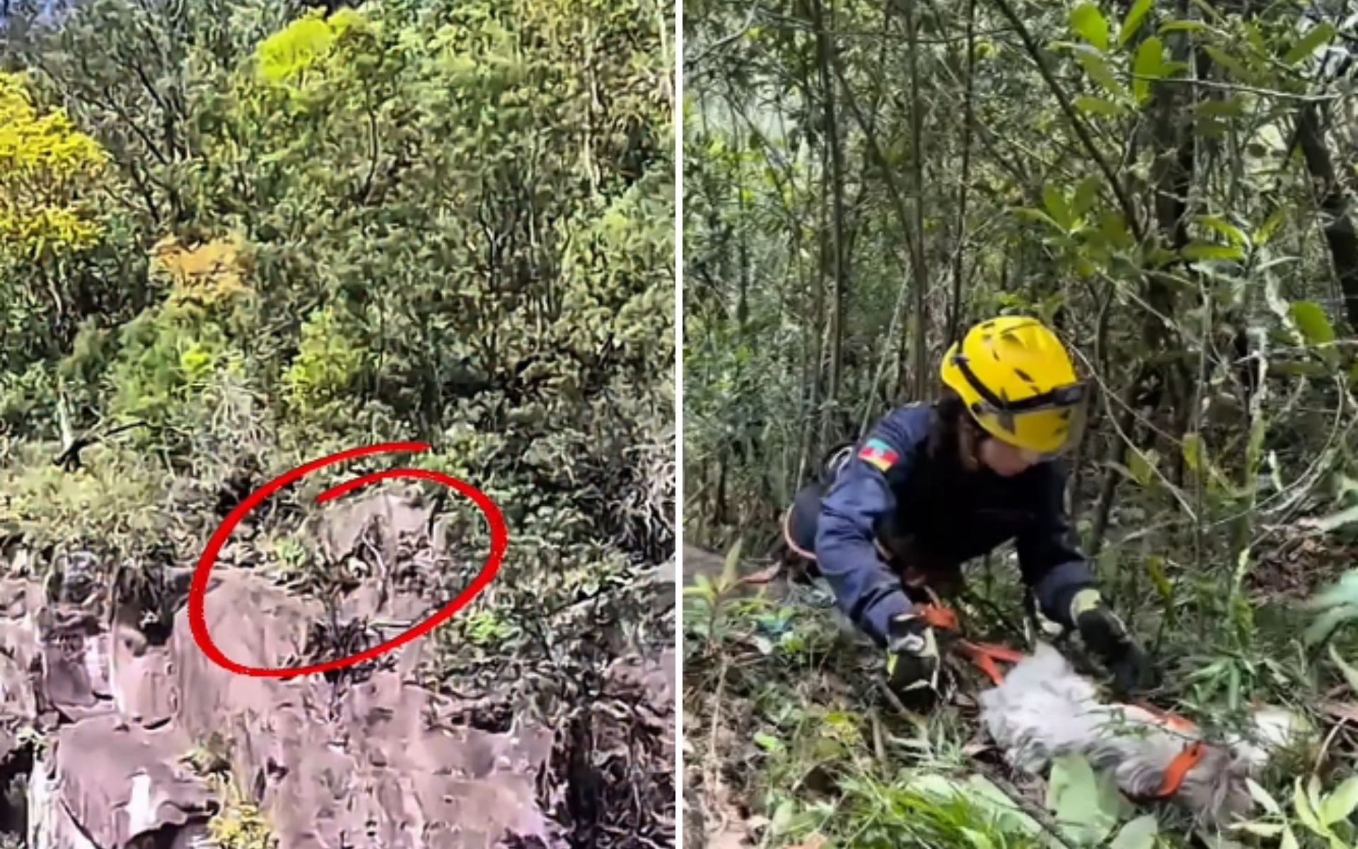 Pedido em forma de latido: Cão é salvo de penhasco de 50 metros em Gramado