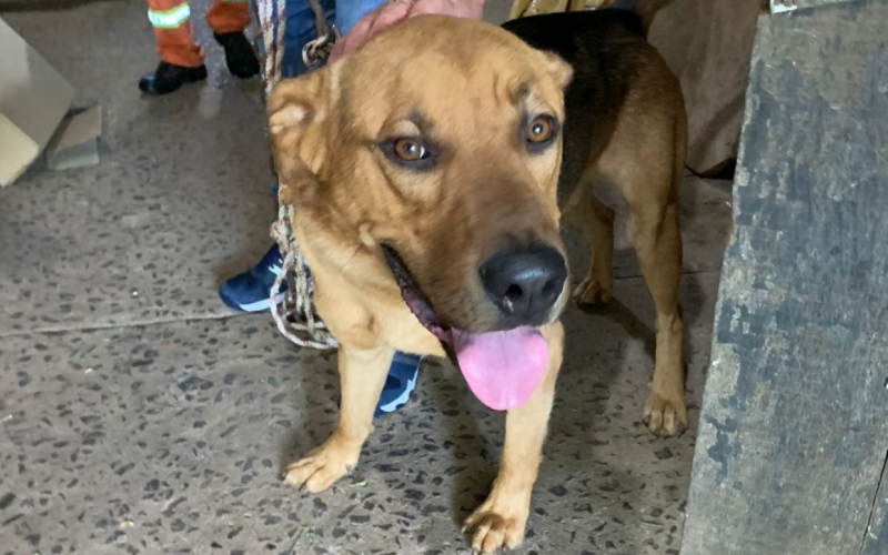 Golpistas fazem cobranças por processos de adoção de animais em Novo Hamburgo; veja como não ser enganado | abc+