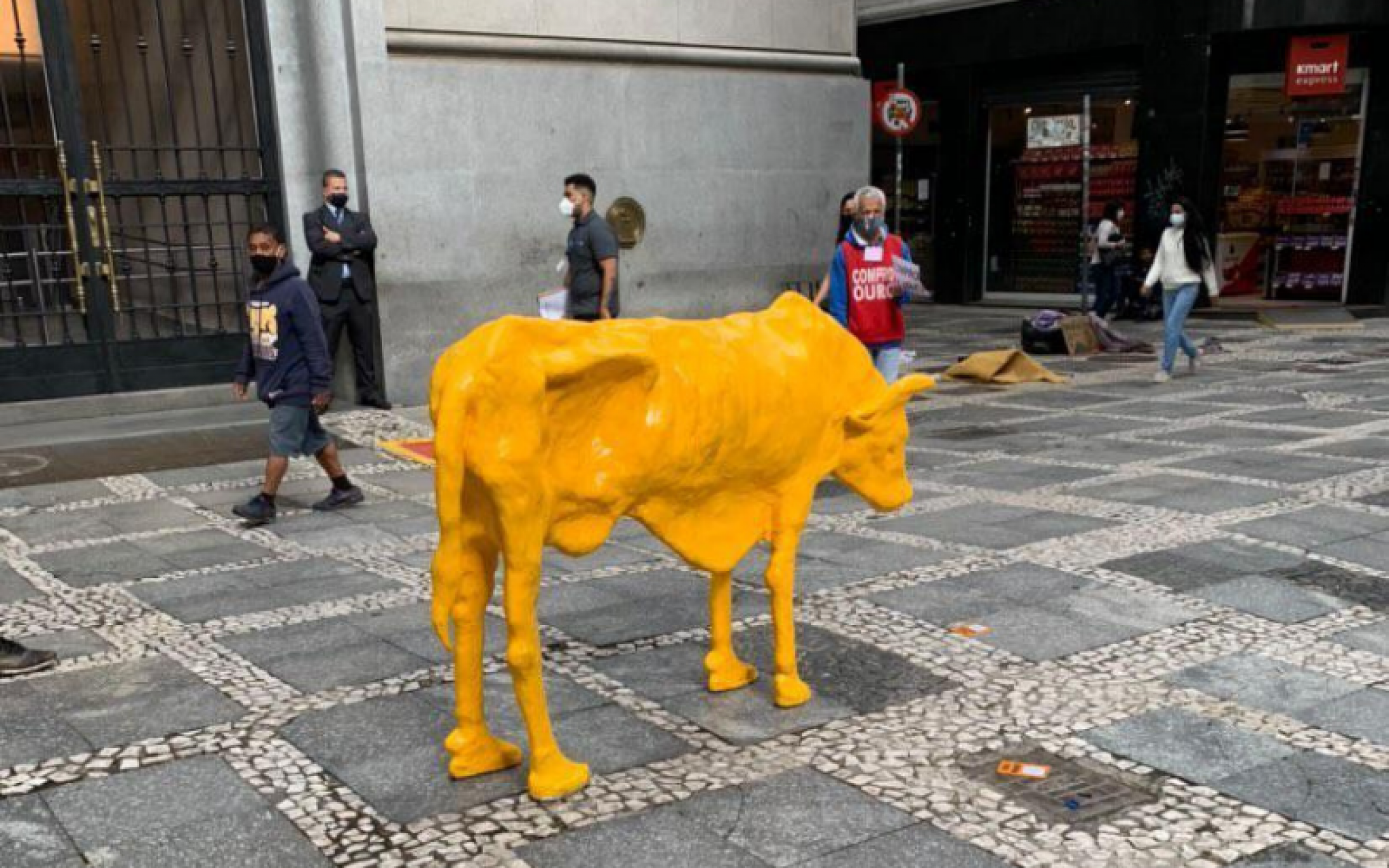 bolsa of cows
