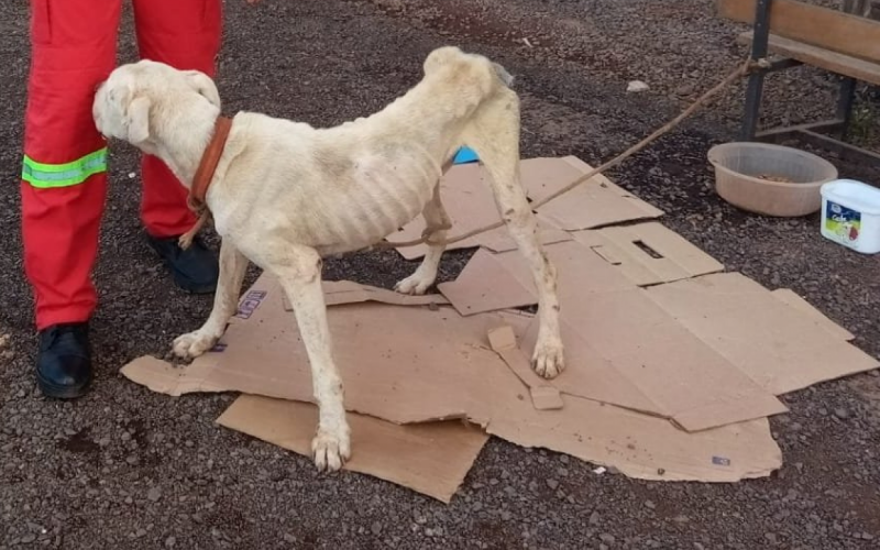 Cão desnutrido é resgatado após denúncia em Riozinho
