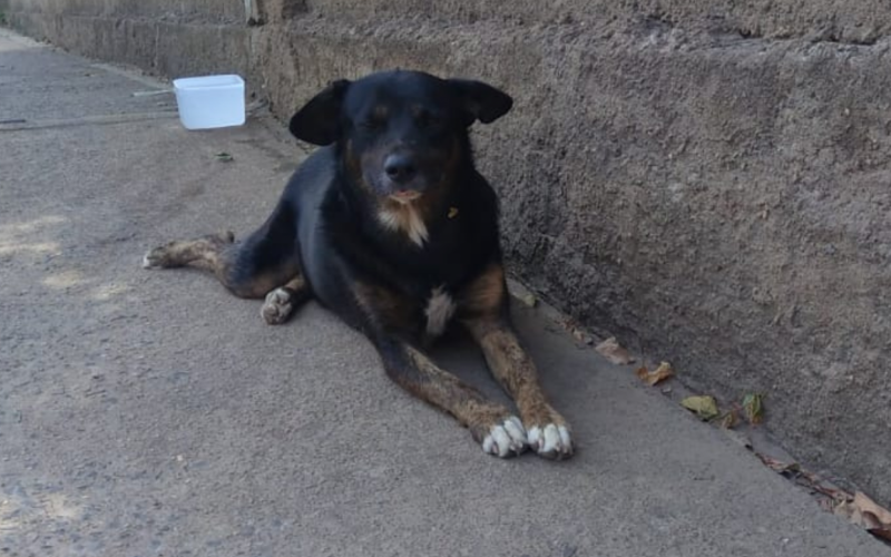 Cachorro encontrou a cabeça