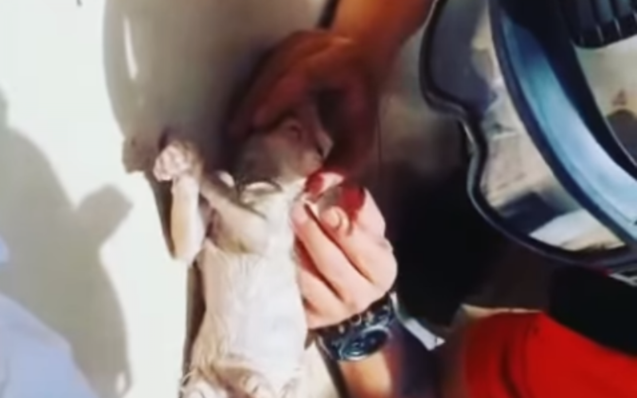 Vídeo mostra momento em que bombeiro faz respiração boca a boca e salva filhote de gato
