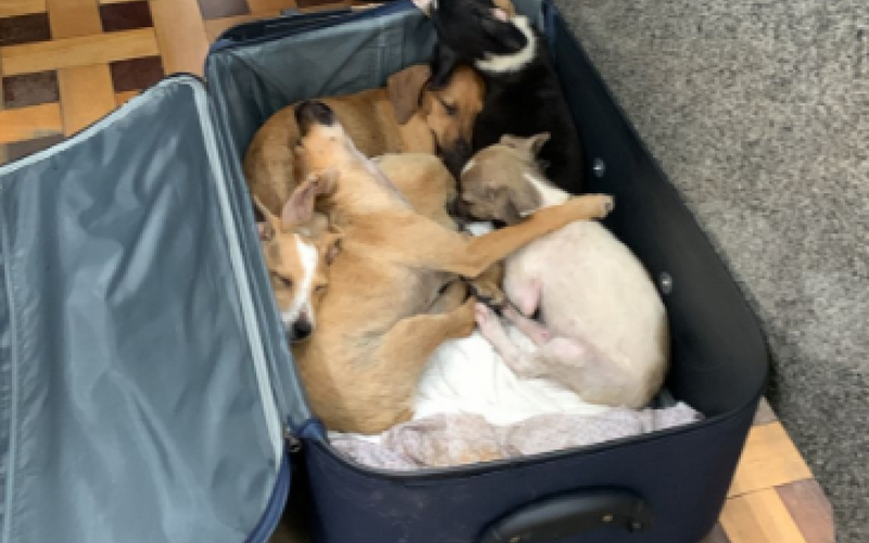 Após resgatados, cachorrinhos foram levados para o Canil Municipal de Novo Hamburgo